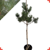 Grove den - Pinus sylvestris