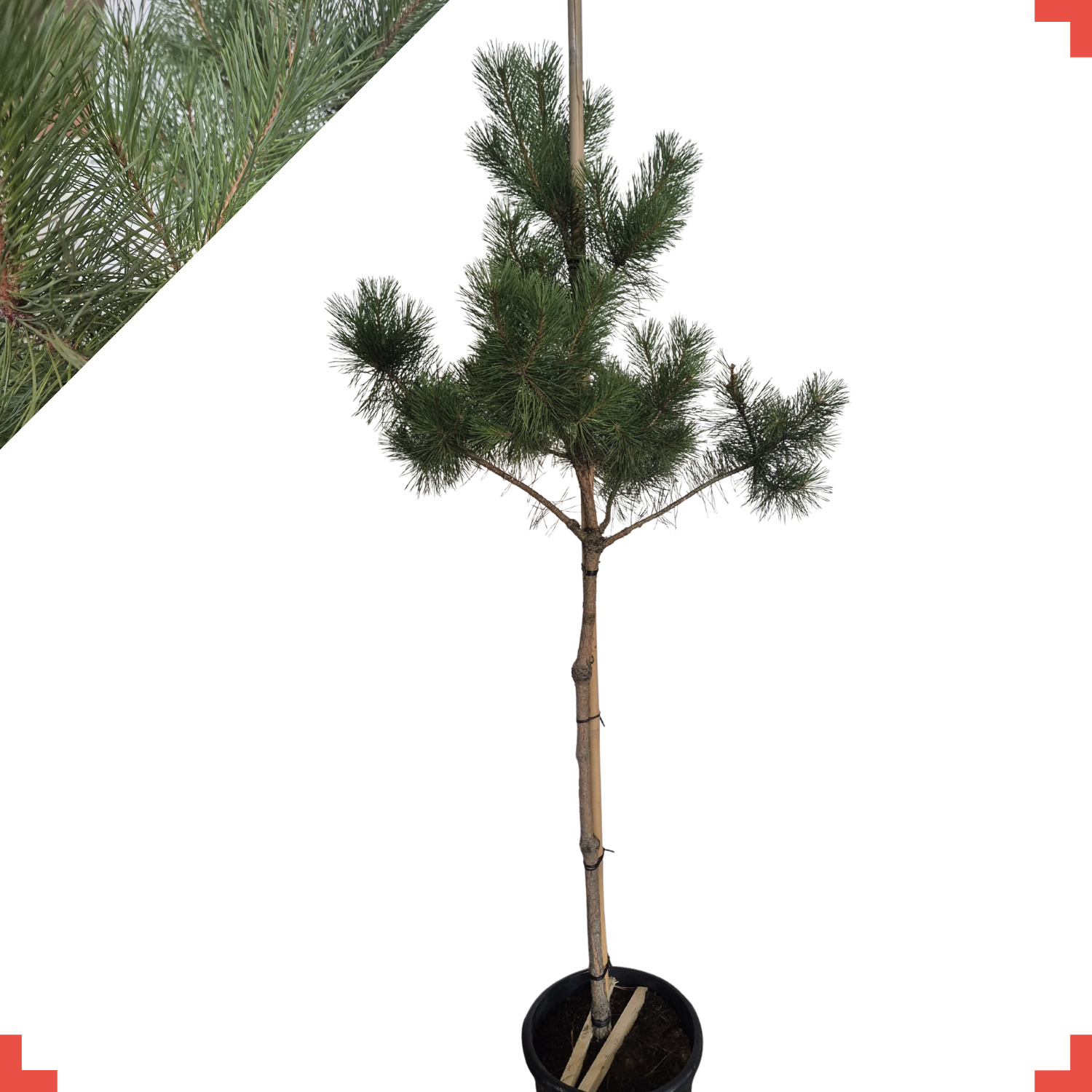 Grove den - Pinus sylvestris