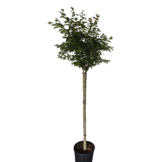 Winterbloeiende kers bolvorm - Prunus subhirtella 'Autumnalis Rosea'