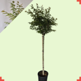 Winterbloeiende kers bolvorm - Prunus subhirtella 'Autumnalis Rosea'