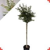 Winterbloeiende kers bolvorm - Prunus subhirtella 'Autumnalis Rosea'