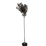 Rode Japanse Sierkers – Prunus serrulata ‘Royal Burgundy’