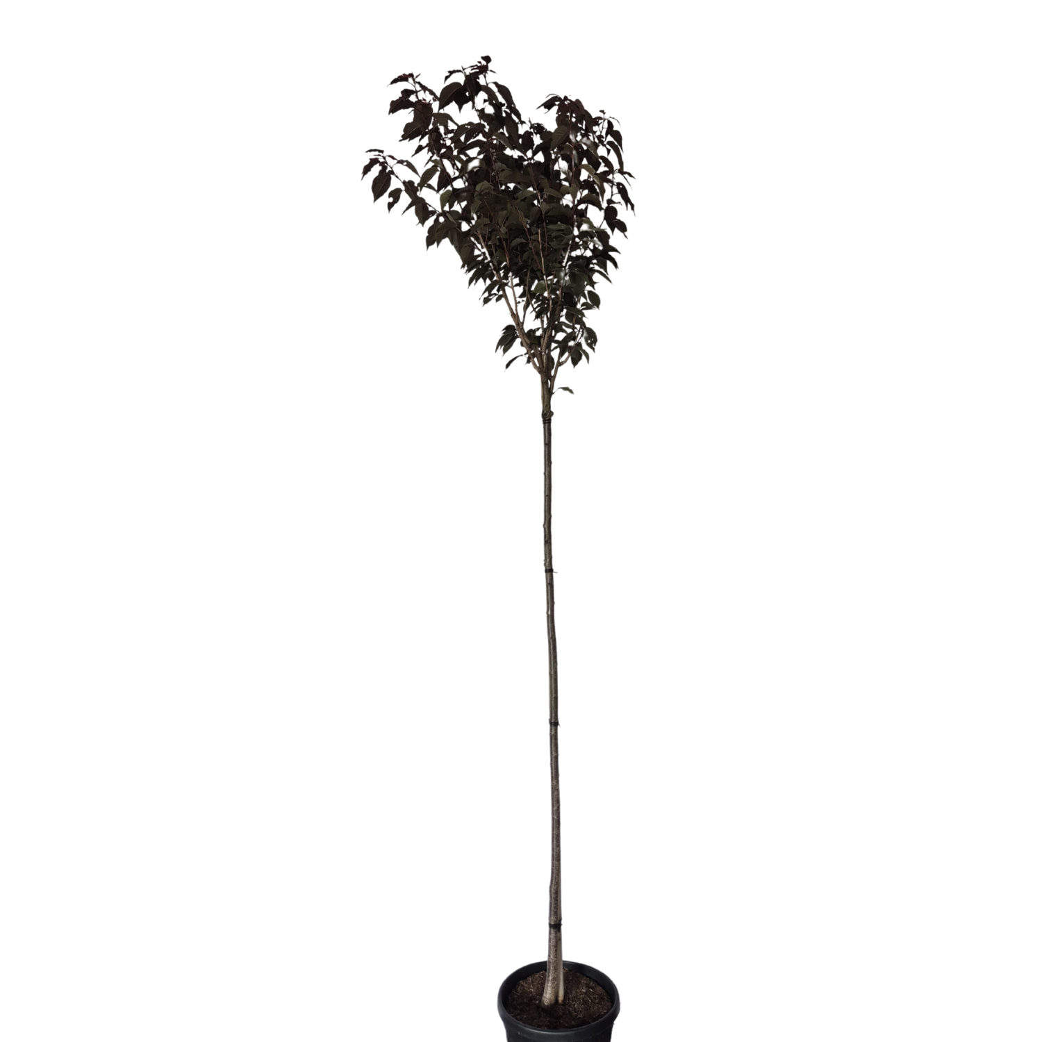 Rode Japanse Sierkers – Prunus serrulata ‘Royal Burgundy’