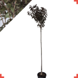 Rode Japanse Sierkers – Prunus serrulata ‘Royal Burgundy’