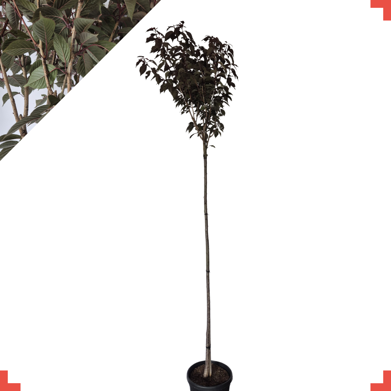 Rode Japanse Sierkers – Prunus serrulata ‘Royal Burgundy’