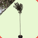 Rode Japanse Sierkers – Prunus serrulata ‘Royal Burgundy’