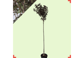 Rode Japanse Sierkers – Prunus serrulata ‘Royal Burgundy’