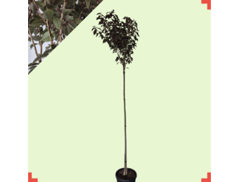 Rode Japanse Sierkers – Prunus serrulata ‘Royal Burgundy’