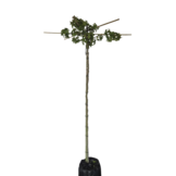 Dak amberboom - Liquidambar styraciflua