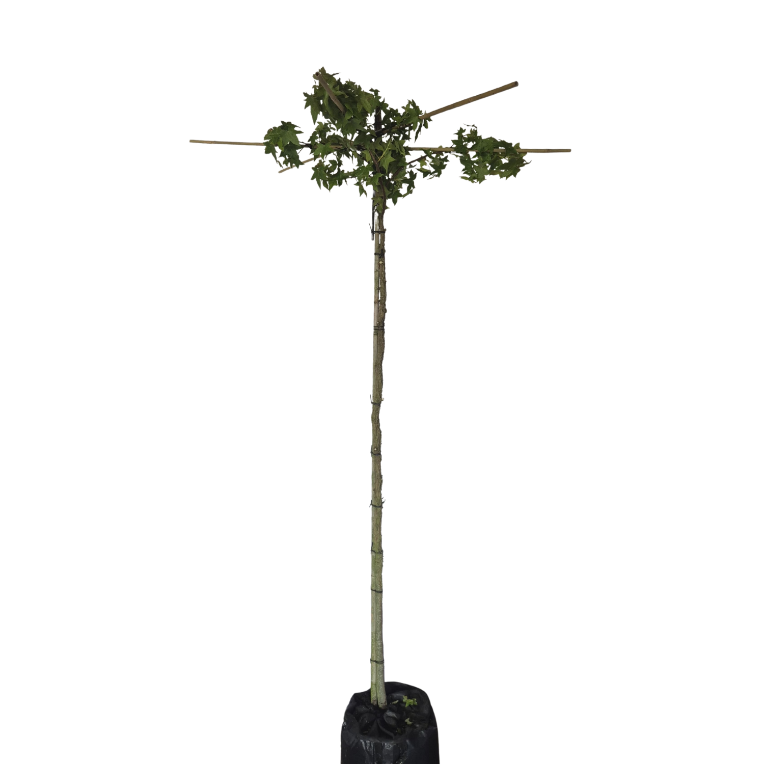 Dak amberboom - Liquidambar styraciflua