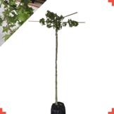 Dak amberboom - Liquidambar styraciflua