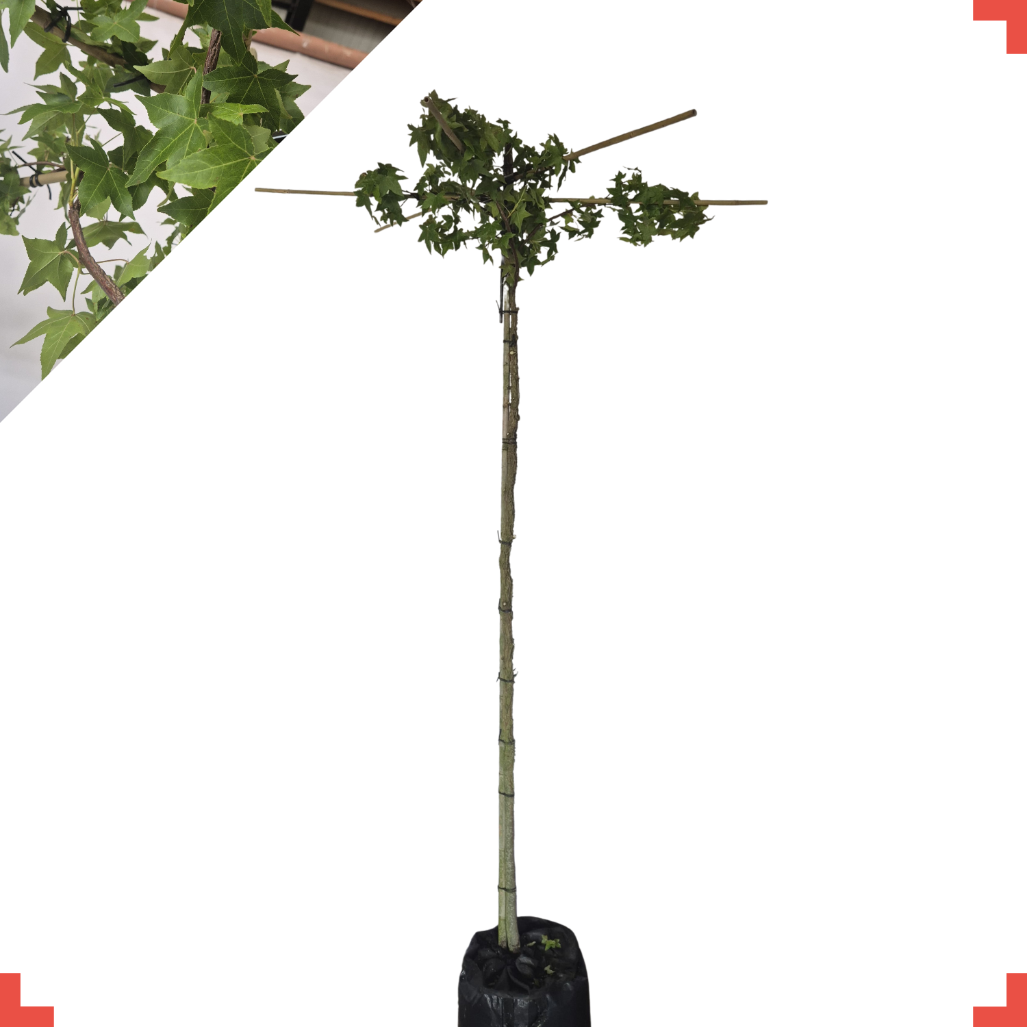 Dak amberboom - Liquidambar styraciflua