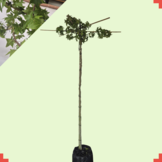 Dak amberboom - Liquidambar styraciflua