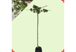 Dak amberboom - Liquidambar styraciflua