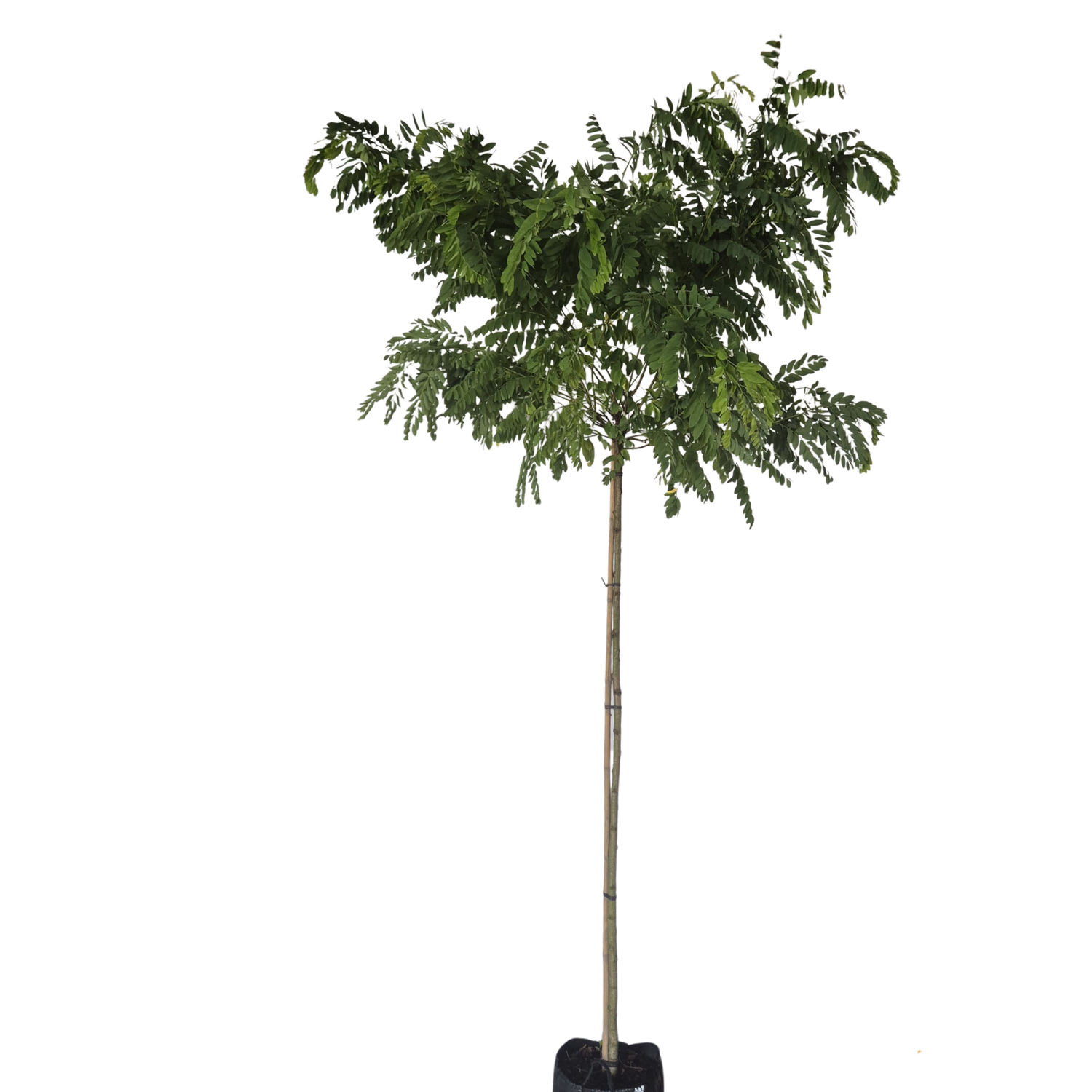 Bolacacia - Robinia ps. Umbraculifera