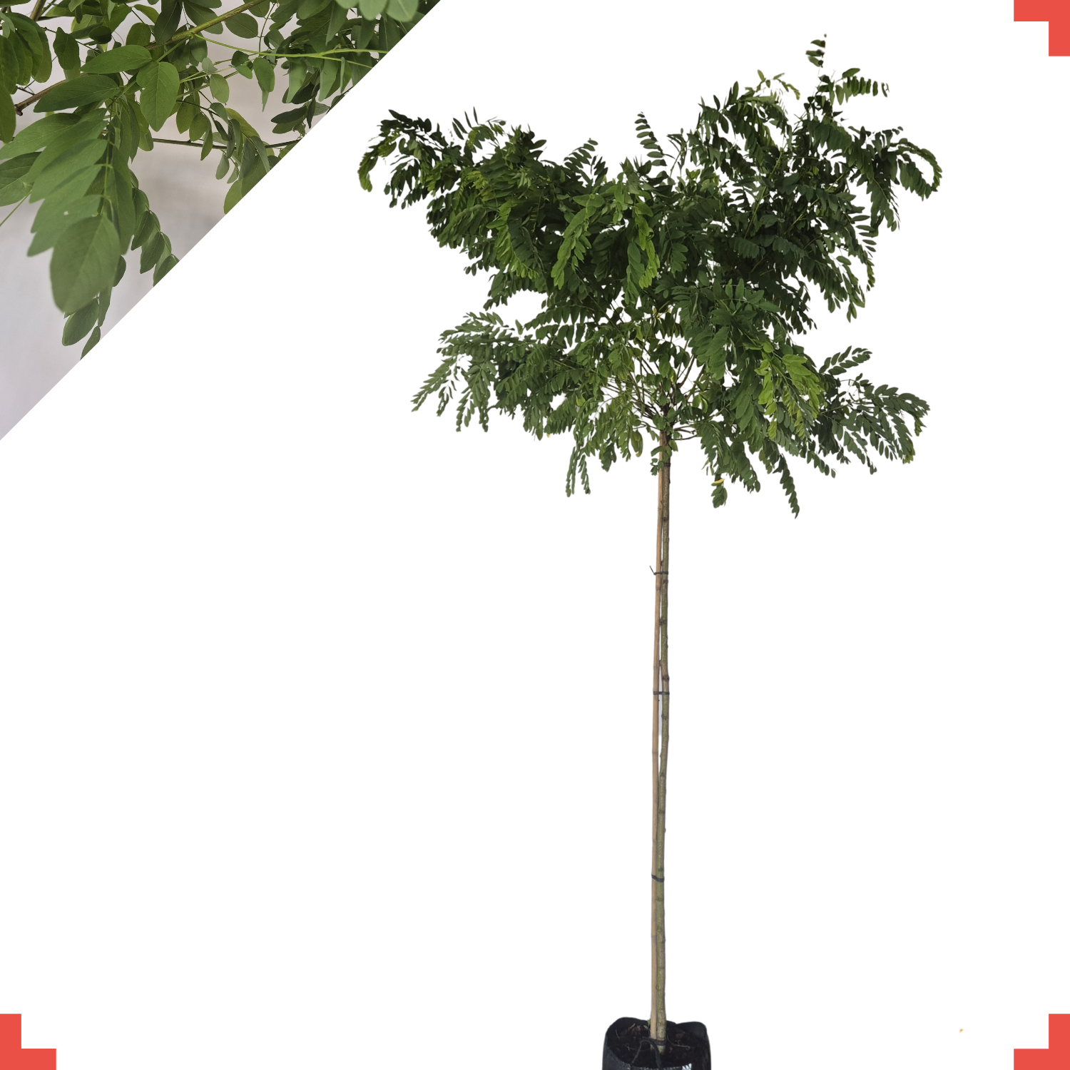 Bolacacia - Robinia ps. Umbraculifera