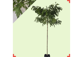 Bolacacia - Robinia ps. Umbraculifera