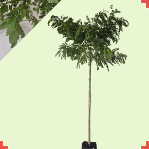 Bolacacia - Robinia ps. Umbraculifera