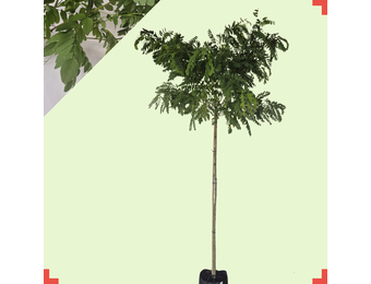 Bolacacia - Robinia ps. Umbraculifera