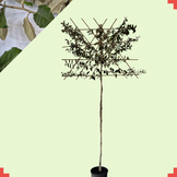 Lei-olijfwilg - Elaeagnus Ebbingei