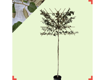 Lei-olijfwilg - Elaeagnus Ebbingei