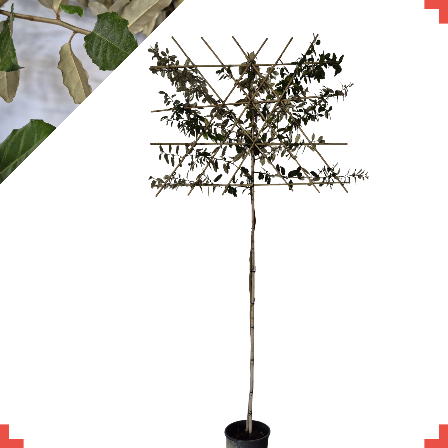 Lei-olijfwilg - Elaeagnus Ebbingei