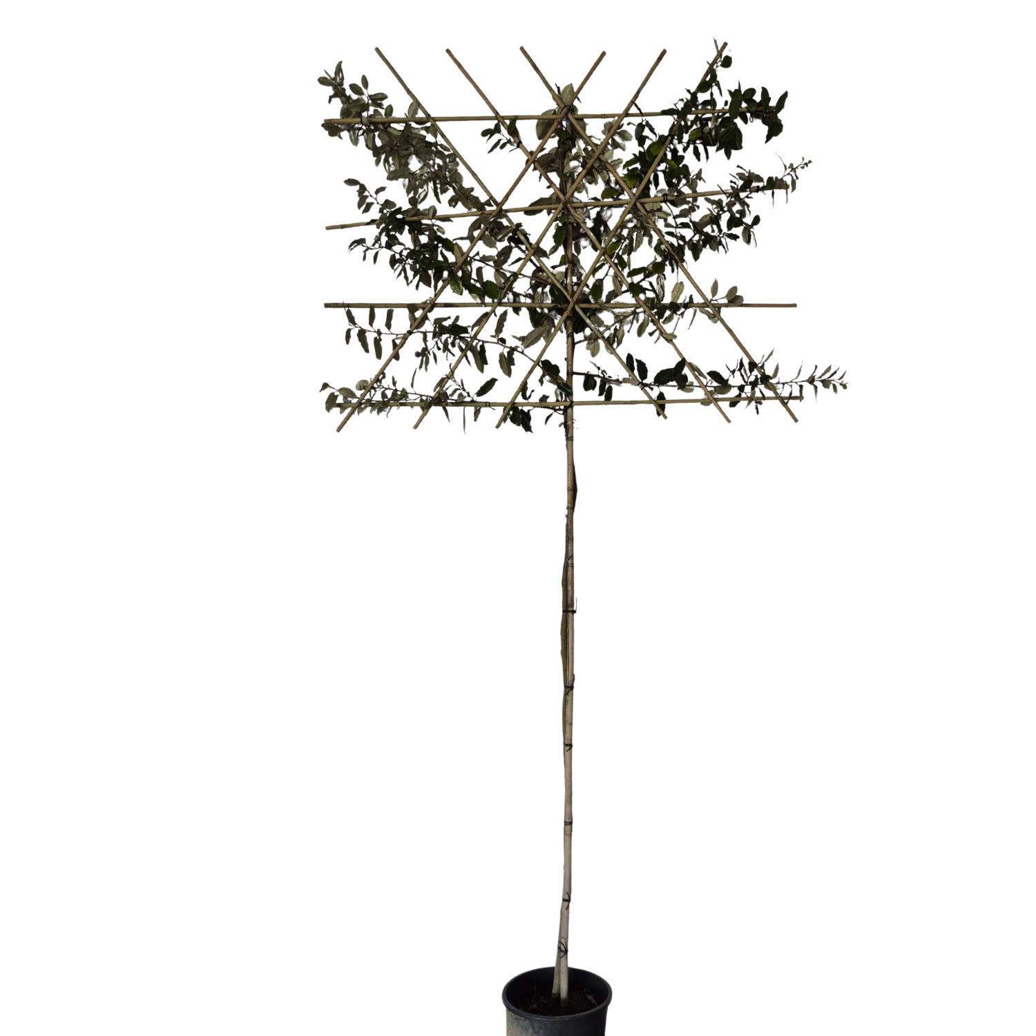 Lei-olijfwilg - Elaeagnus Ebbingei