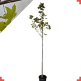 Amerikaanse tulpenboom - Liriodendron tulipifera