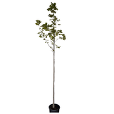 Amerikaanse tulpenboom - Liriodendron tulipifera