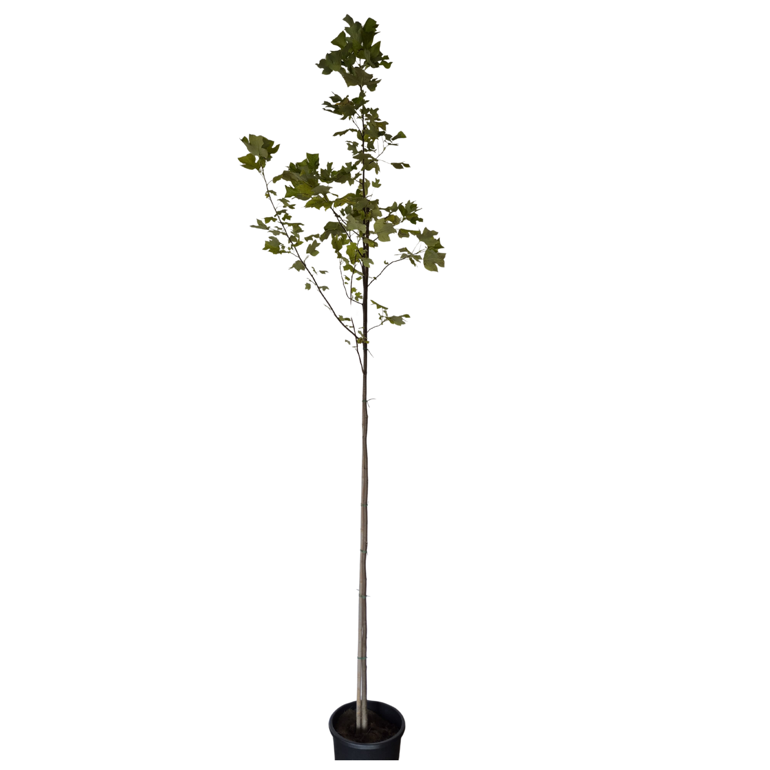 Amerikaanse tulpenboom - Liriodendron tulipifera