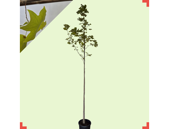 Amerikaanse tulpenboom - Liriodendron tulipifera