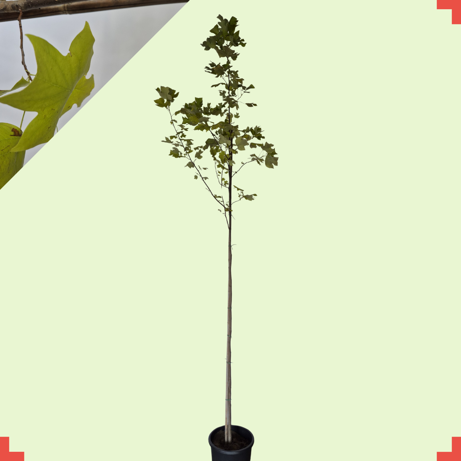 Amerikaanse tulpenboom - Liriodendron tulipifera