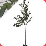 Kersenboom - Prunus Kordia