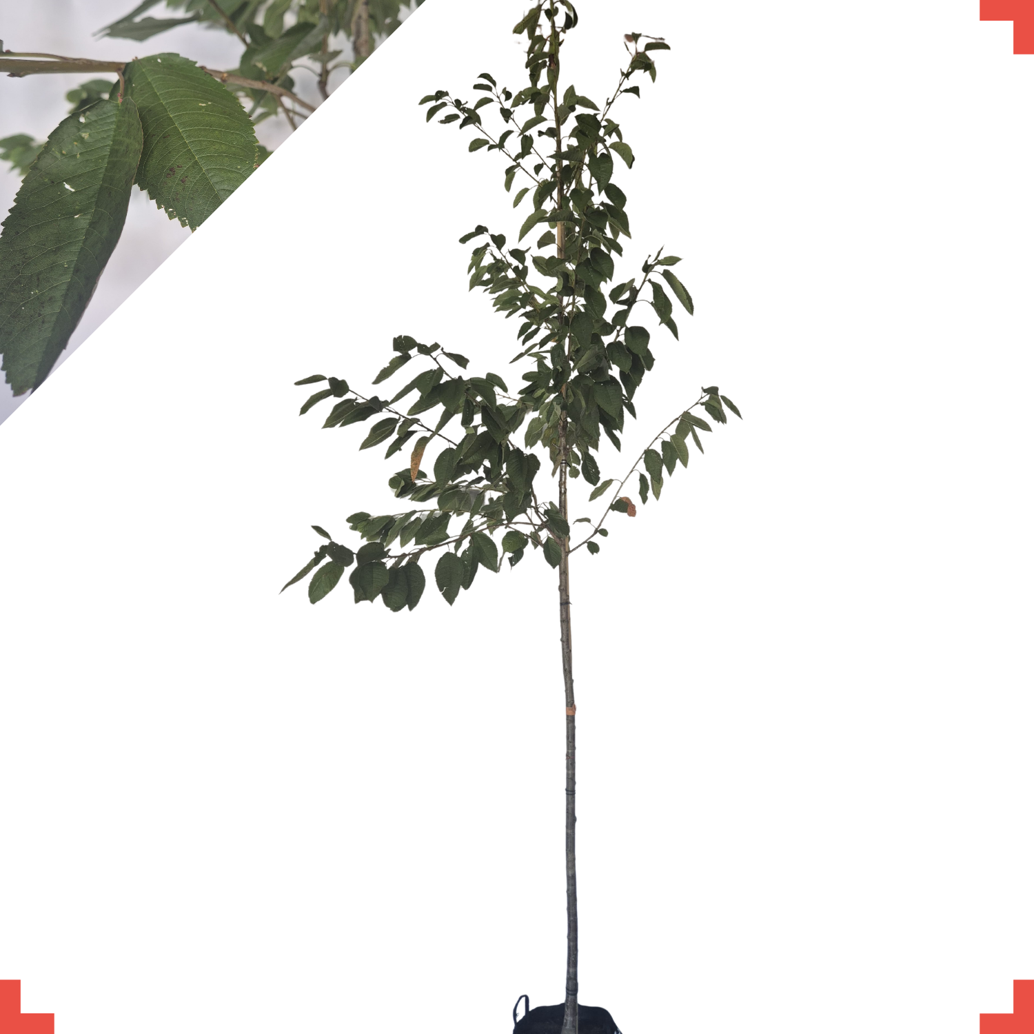 Kersenboom - Prunus Kordia