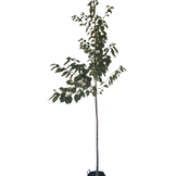 Kersenboom - Prunus Kordia