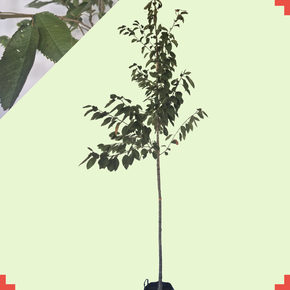 Kersenboom - Prunus Kordia