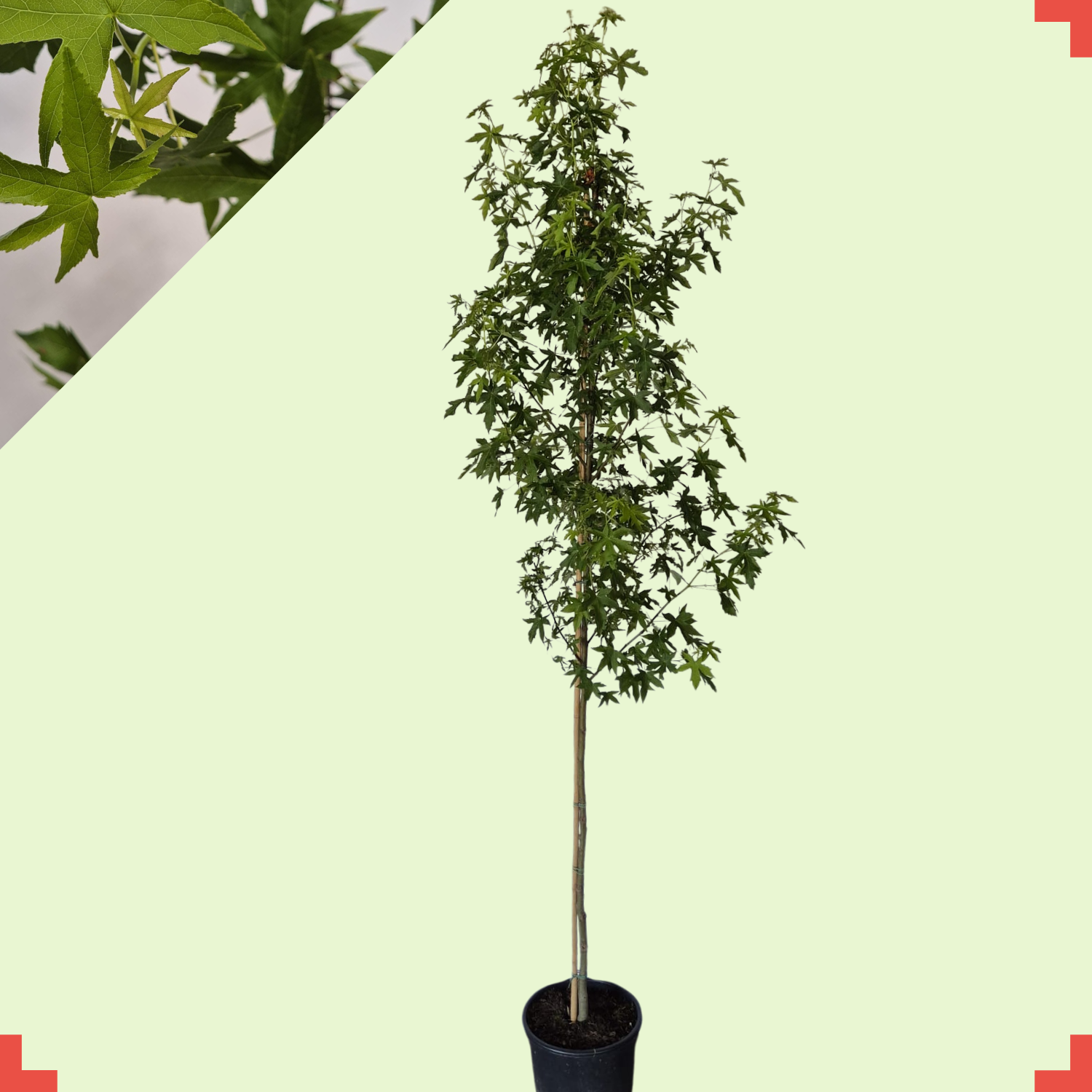 Amberboom -  Liquidambar styraciflua