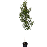 Amberboom -  Liquidambar styraciflua