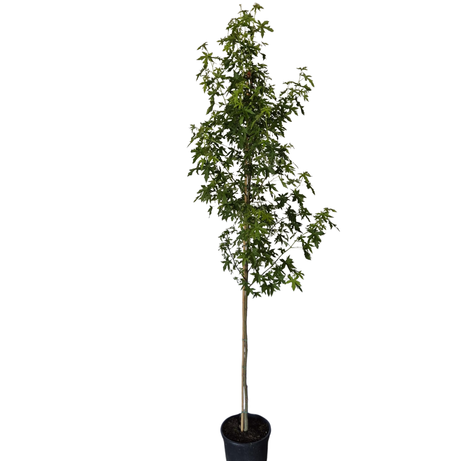 Amberboom -  Liquidambar styraciflua