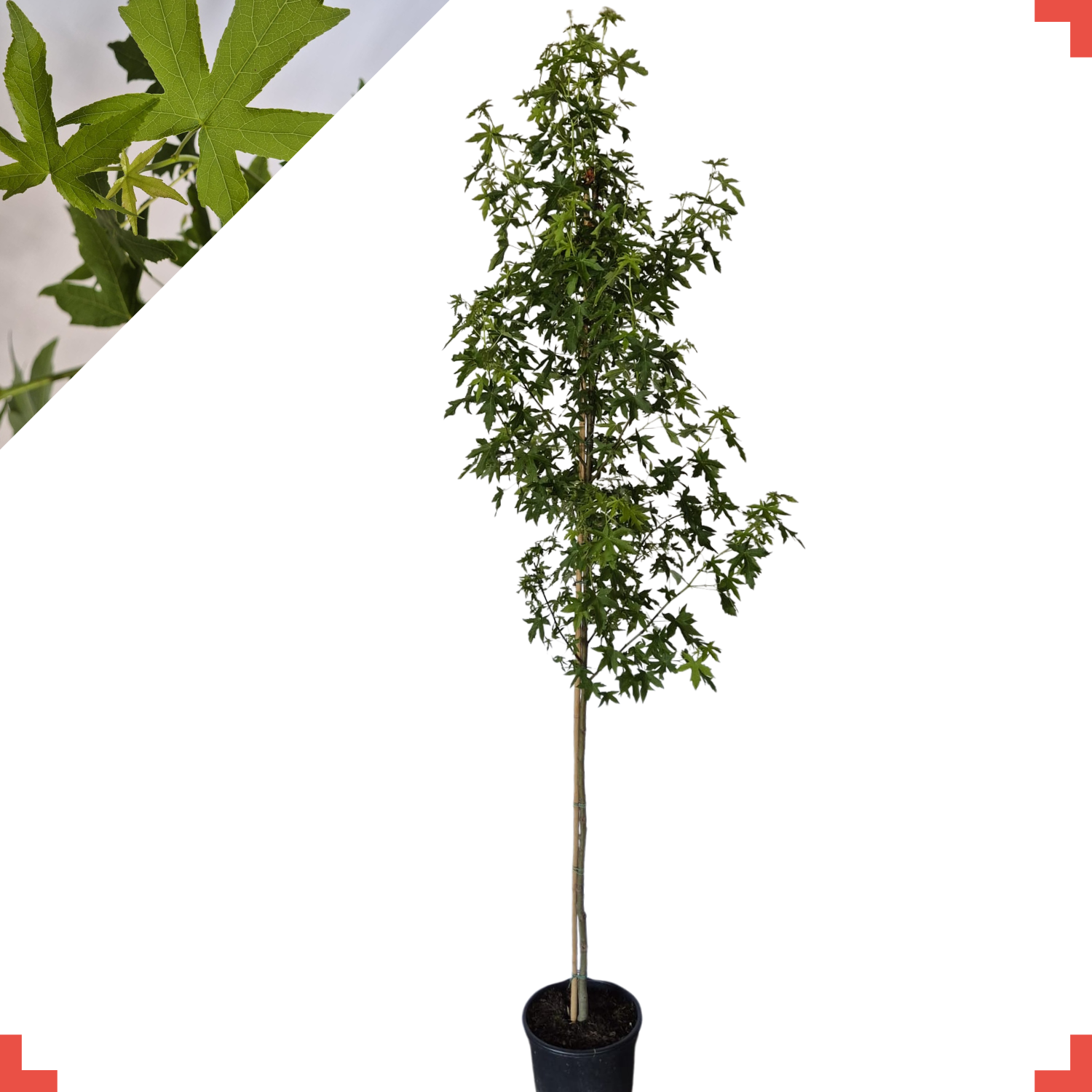 Amberboom -  Liquidambar styraciflua