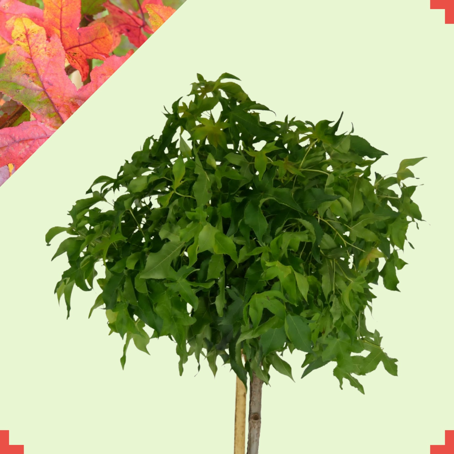 Bol amberboom – Liquidambar styraciflua ‘Gum Ball’