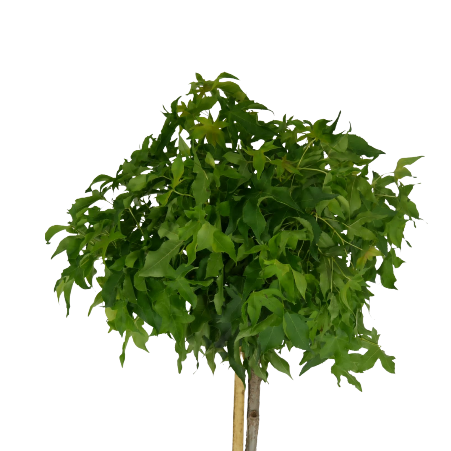 Bol amberboom – Liquidambar styraciflua ‘Gum Ball’