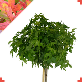 Bol amberboom – Liquidambar styraciflua ‘Gum Ball’