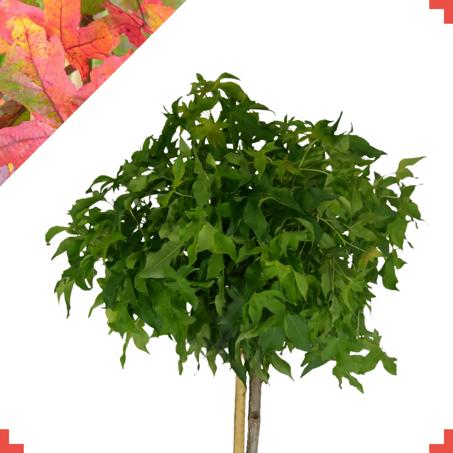 Bol amberboom – Liquidambar styraciflua ‘Gum Ball’