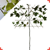 Leiplataan - Platanus hispanica