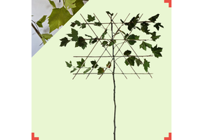 Leiplataan - Platanus hispanica