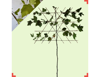 Leiplataan - Platanus hispanica