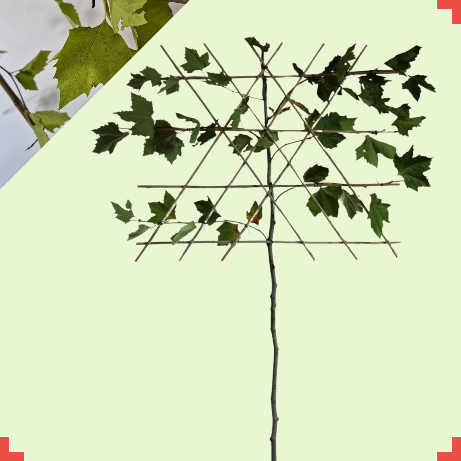 Leiplataan - Platanus hispanica