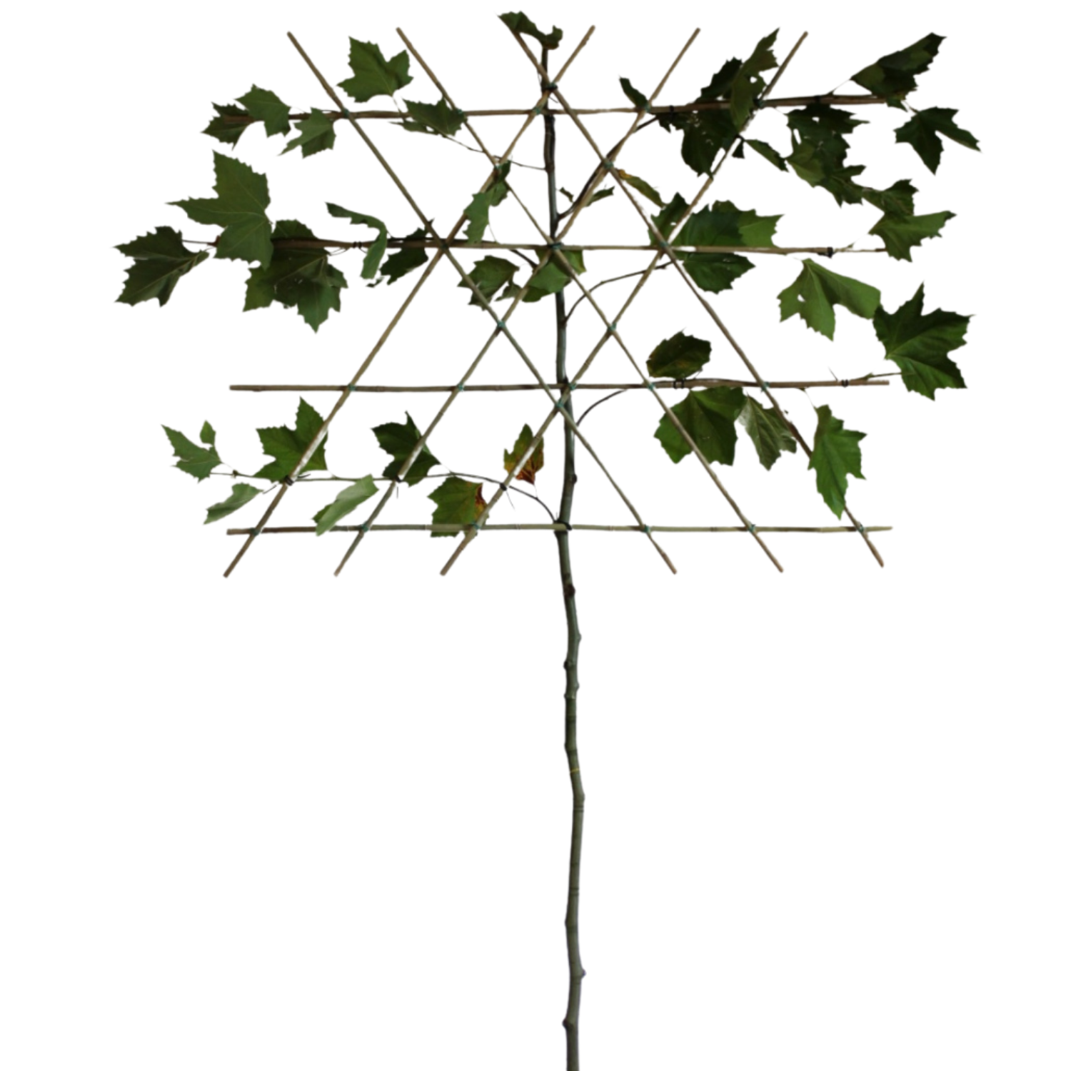 Leiplataan - Platanus hispanica