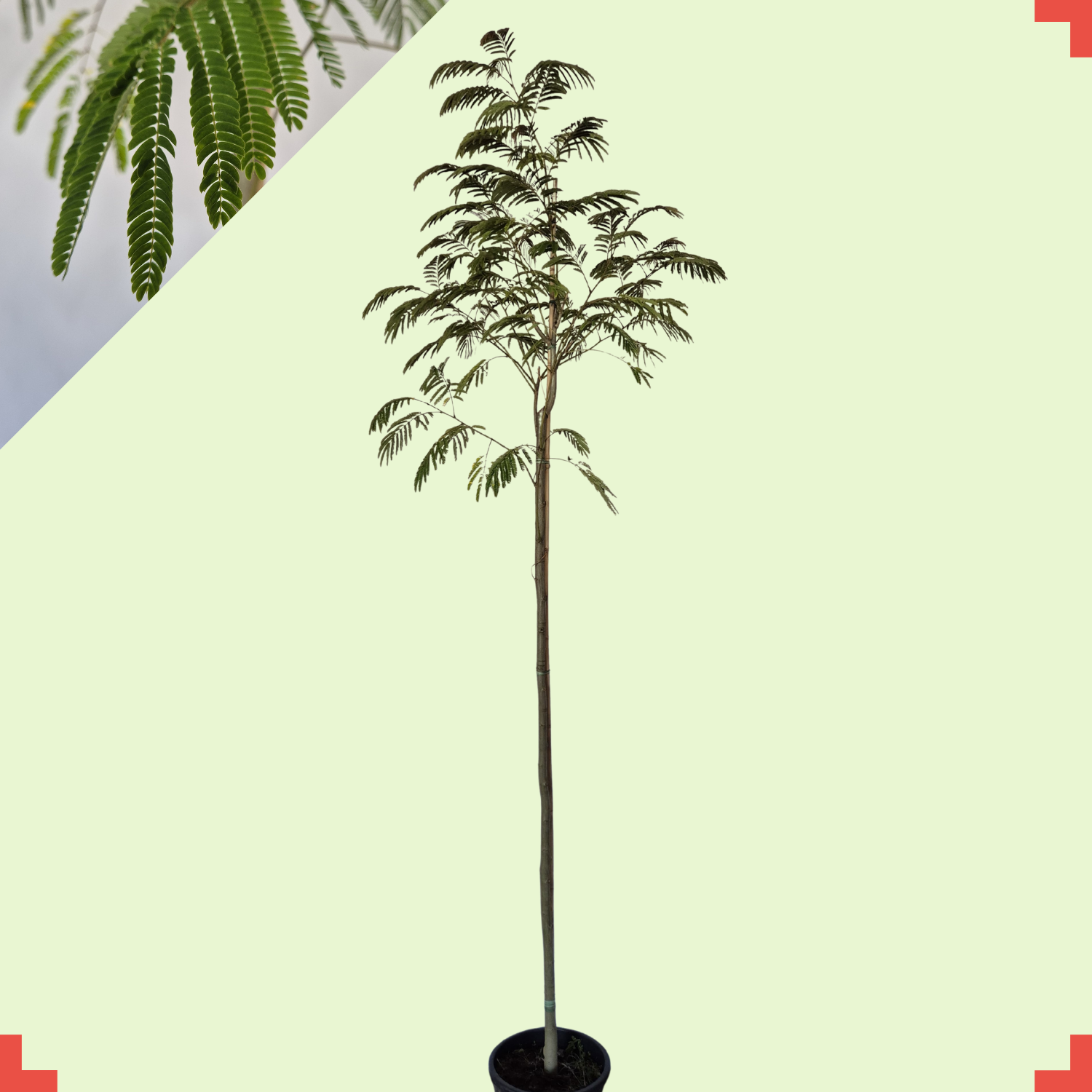 Perzische slaapboom - Albizia Julibrissin